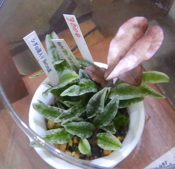 画像1: シダsp斑入り Bentong産＋Nephelaphyllum-pulchellumで