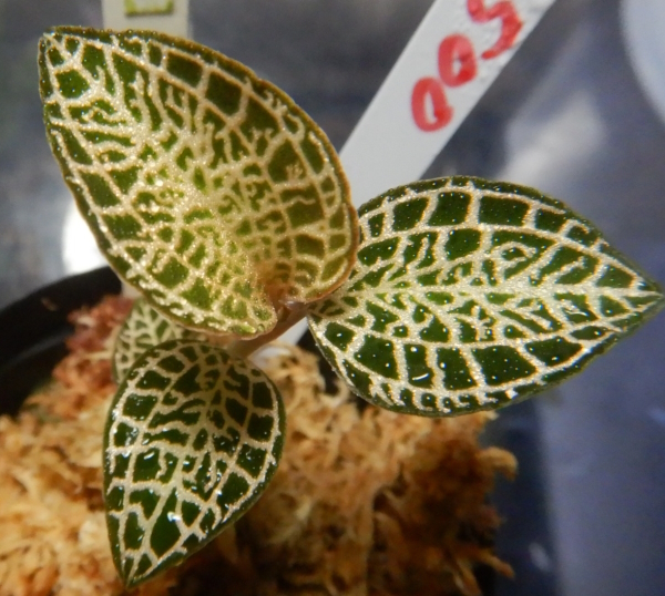 画像1: Anct. Yungianus’Artie 