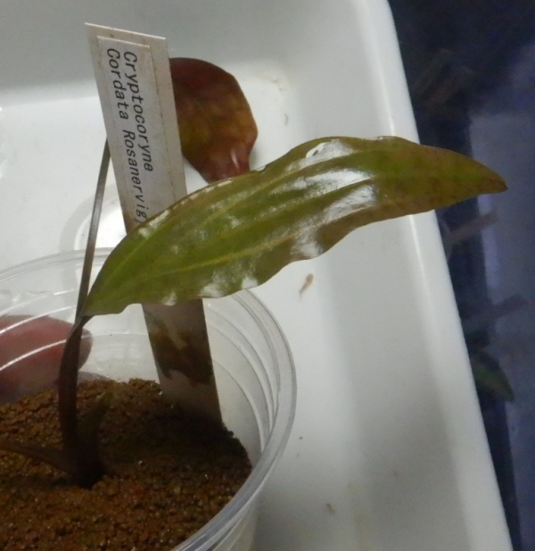 画像1: Cryptocoryne ロザエネルビス水上1株斑あり