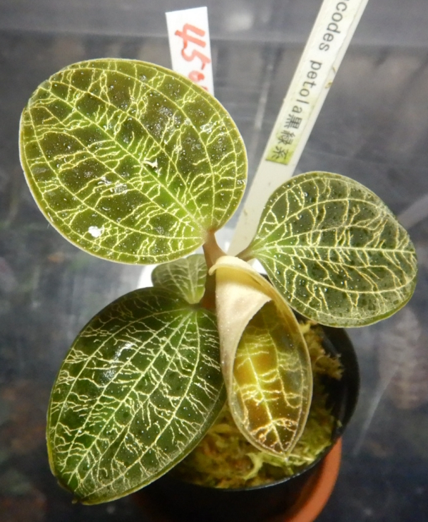 画像2: Macodes petola黒緑系