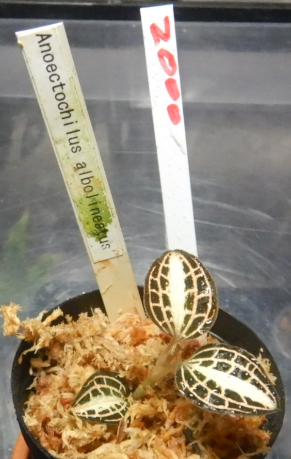 画像1: Anoectochilus albolineatus　