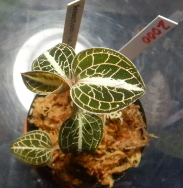 画像1: Anoectochilus lylei