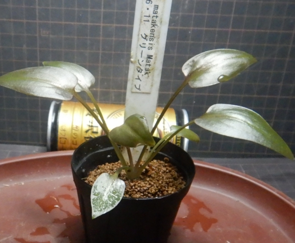 画像2:  C. matakensis Matak H26・11・21