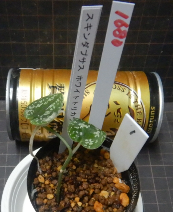 画像2: スキンダプサス ホワイトトリカラーNo1