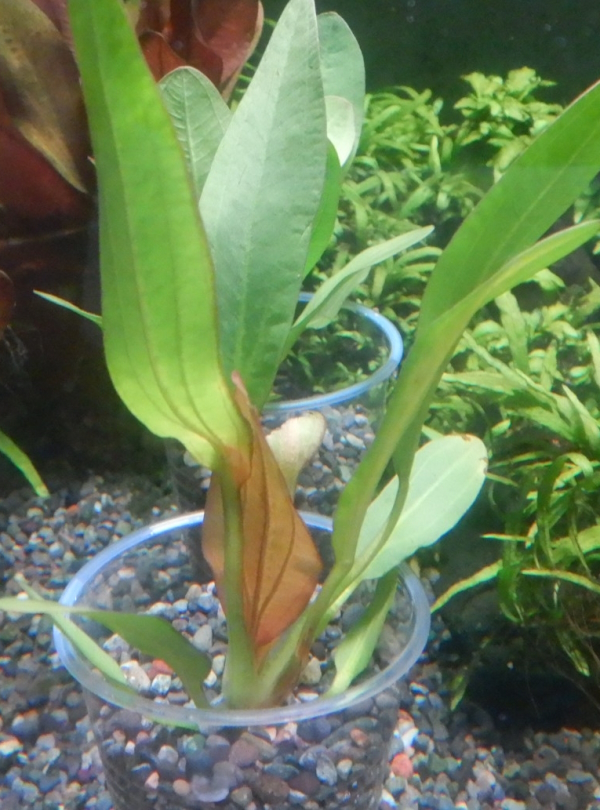 画像1: エキノドルス　レッドルビン1株