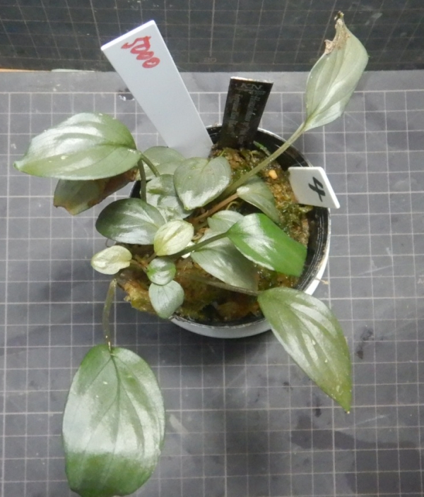 画像2: Homalomena Pink Velvet Kn便タグ・子株付きNo1 