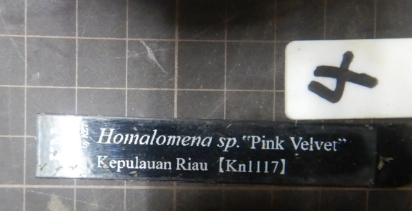 画像1: Homalomena Pink Velvet Kn便タグ・子株付きNo1 