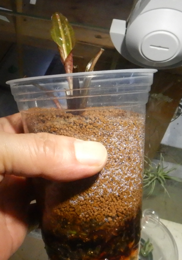 画像2: Cryptocoryne ロザエネルビス水上1株斑あり