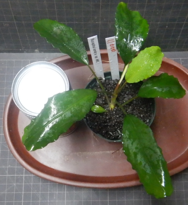 画像1: Bucephalandra sp.ARC良株