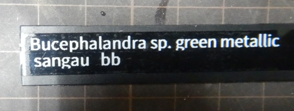 画像2: Bucephalandra sp green metallic sangau bb