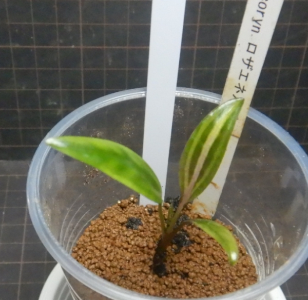 画像1: Cryptocoryne ロザエネルビス水上1株斑あり