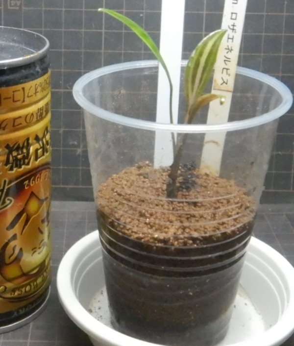 画像2: Cryptocoryne ロザエネルビス水上1株斑あり