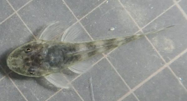 画像2: パラオトシンクロス　cfセアレンシス　 ブラジル1匹