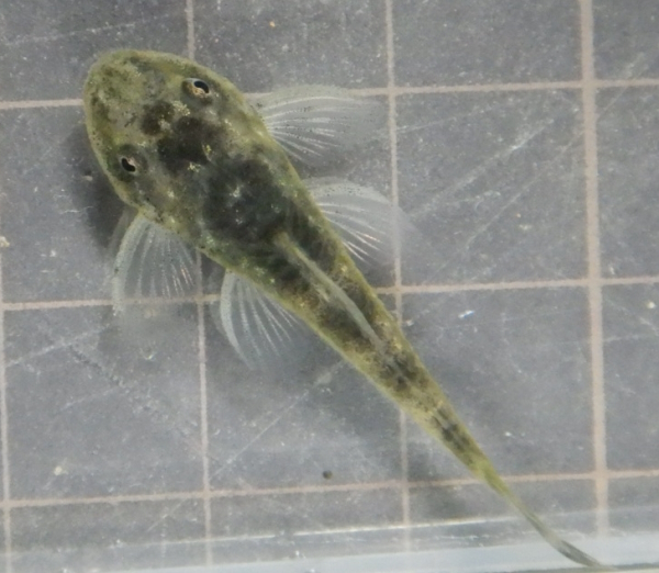 画像1: パラオトシンクロス　cfセアレンシス　 ブラジル1匹