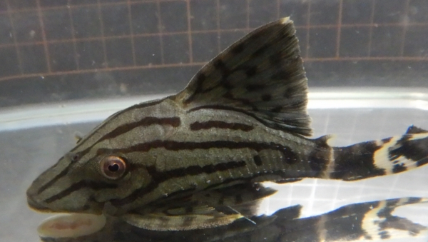 画像2: グリーンロイヤルプレコ　1匹Wカクエタ　約9.0cm