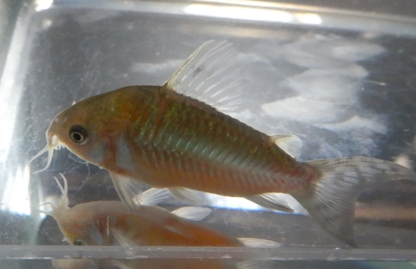 画像4: コリドラス・ゲリィ WILD約5.5cm前後1匹
