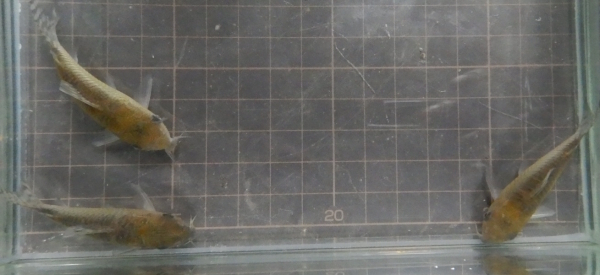 画像3: コリドラス・ゲリィ WILD約5.5cm前後1匹