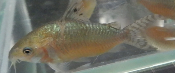 画像2: コリドラス・ゲリィ WILD約5.5cm前後1匹
