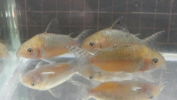 画像1: コリドラス・ゲリィ WILD約5.5cm前後1匹