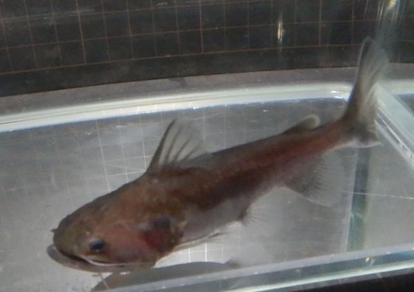 画像1: バトラクスキャット(約8cm）1匹