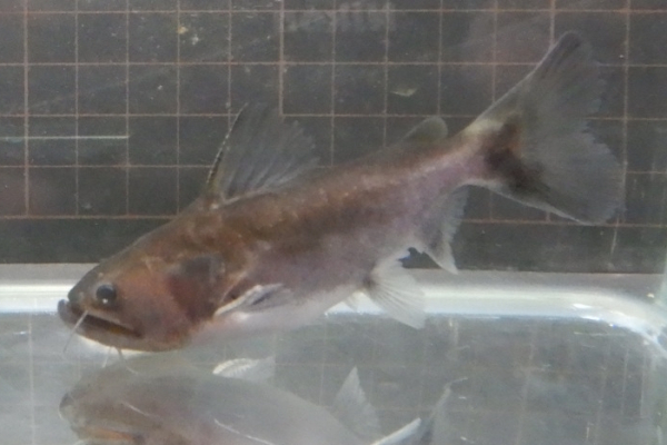 画像3: バトラクスキャット(約8cm）1匹