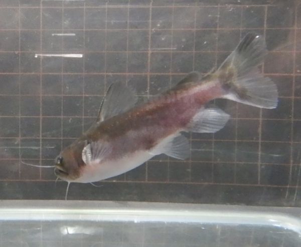 画像2: バトラクスキャット(約8cm）1匹