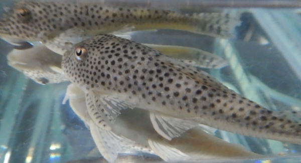 画像2: ホワイトクプープレコ1匹