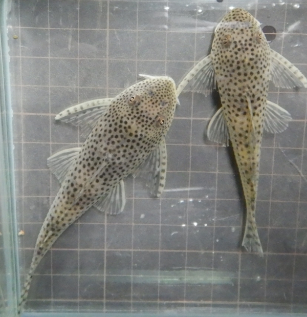 画像1: ホワイトクプープレコ1匹