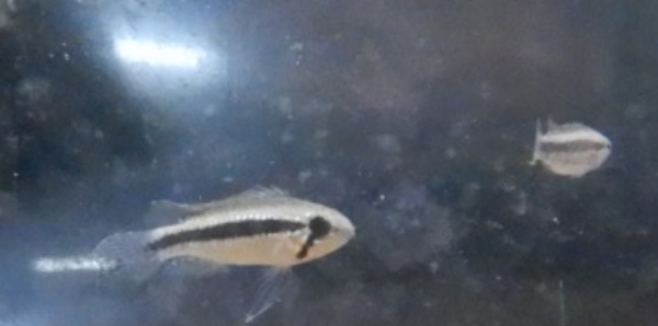 画像6: Ａｐ　エリザベサエ　メスサンガブリエル”wild×オス欧州便スーパーレッドのF1ペアNo28