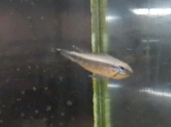 画像4: Ａｐ　エリザベサエ　メスサンガブリエル”wild×オス欧州便スーパーレッドのF1ペアNo29