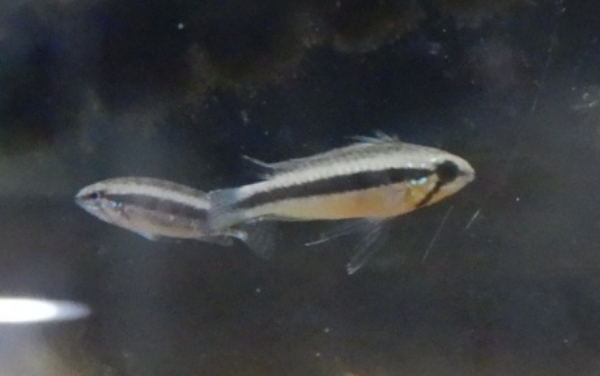 画像2: Ａｐ　エリザベサエ　メスサンガブリエル”wild×オス欧州便スーパーレッドのF1ペアNo29