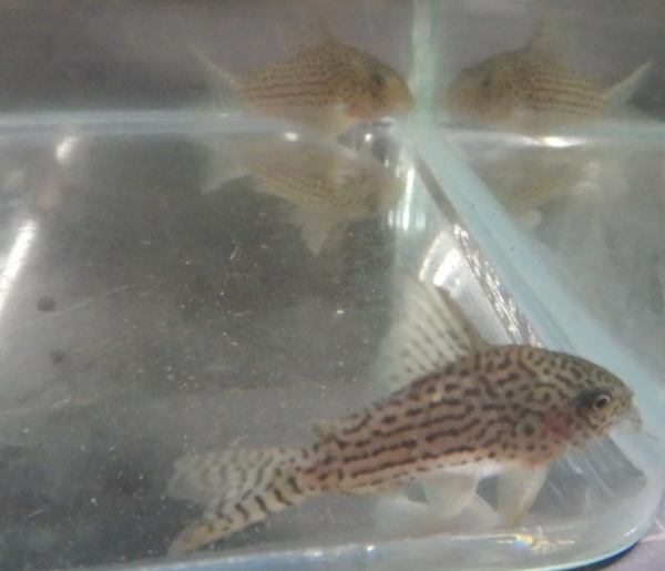 画像5: コリドラス アラグアイエンシスwild1匹