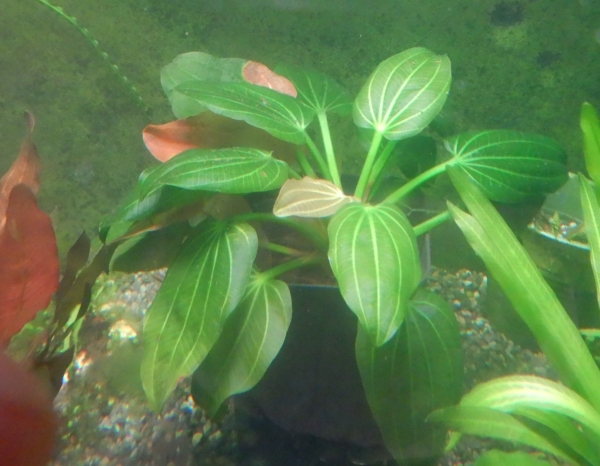 画像1: エキノドルス sp イグアス2009良株