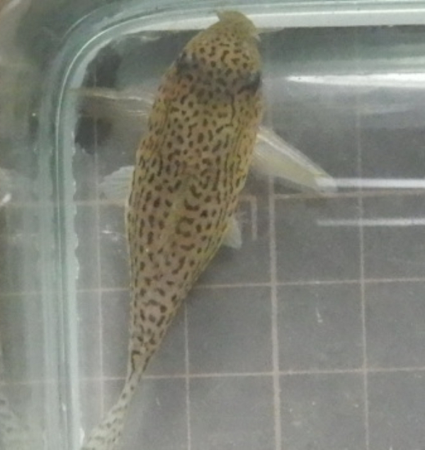 画像6: コリドラス アラグアイエンシスwild1匹