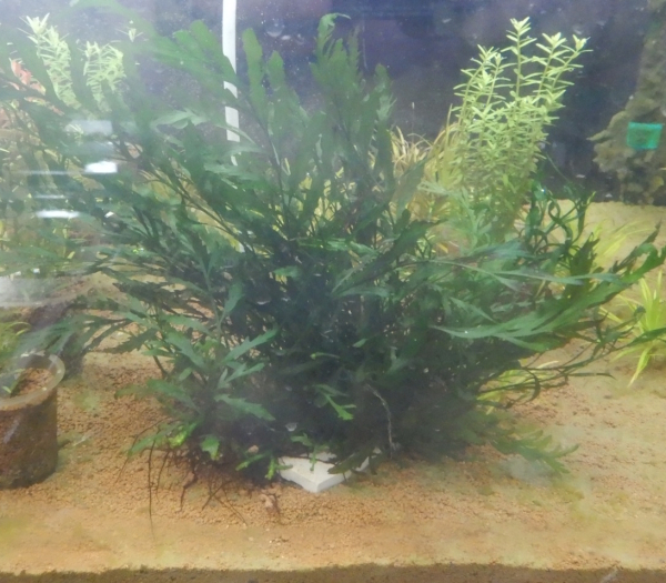 画像1: ボルビティス良株