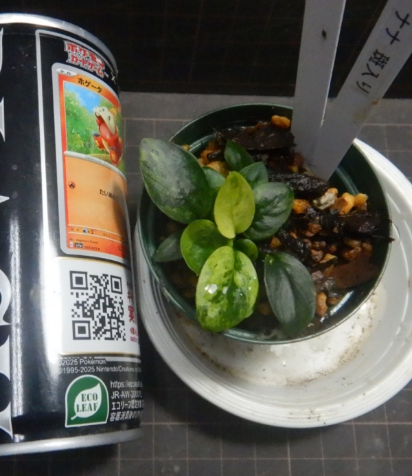 画像2: アヌビアス斑入りの水上株