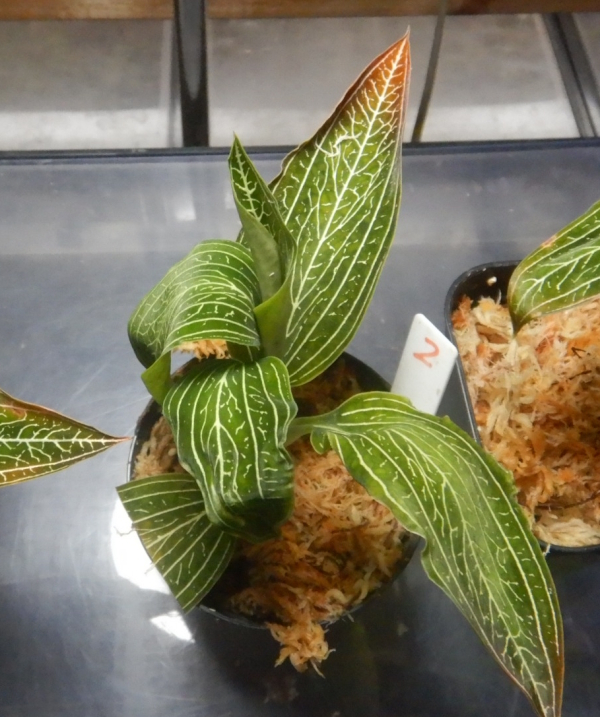 画像1: ルディシア ディスカラー   var. alba 　No2(10月30日株分け）