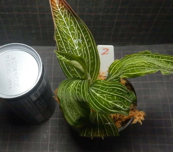 画像2: ルディシア ディスカラー   var. alba 　No2(10月30日株分け）