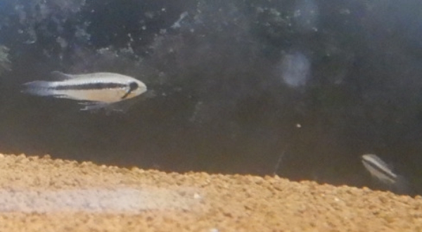 画像1: Ａｐ　エリザベサエ　メスサンガブリエル”wild×オス欧州便スーパーレッドのF1ペアNo29