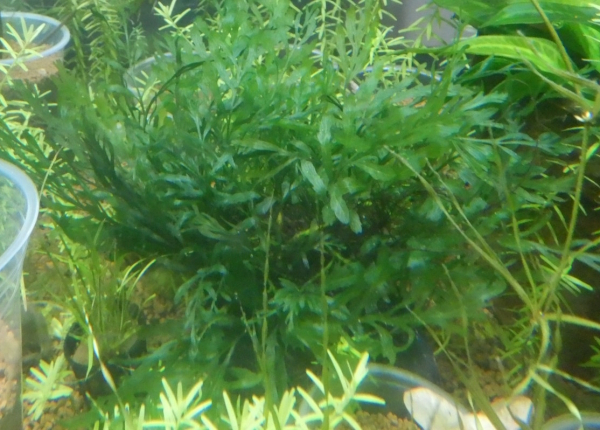 画像1: ボルビティス溶岩石付き