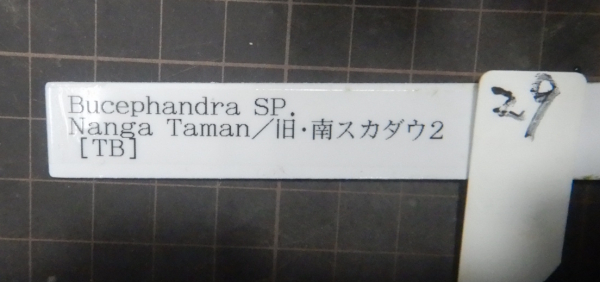 画像1: Bucephalandra sp.No29　委託販売